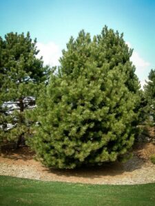 Сосна Чёрная (Pinus Nigra) купить по цене от 270.00р. в интернет-магазине «Посадика» с доставкой почтой в в Пикалевое и по всей России – [изображение №1].