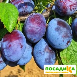 Слива Чачакская ранняя купить по цене от 229.00р. в интернет-магазине «Посадика» с доставкой почтой в в Пикалевое и по всей России – [изображение №1].