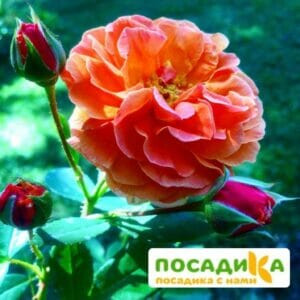 Роза Арабия купить по цене от 350.00р. в интернет-магазине «Посадика» с доставкой почтой в в Пикалевое и по всей России – [изображение №1].