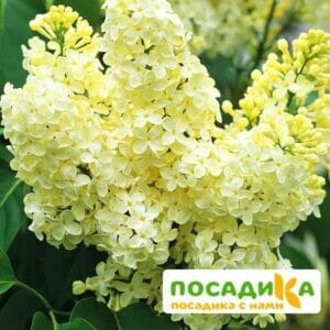 Сирень Примроуз (Primrose) купить по цене от 529.00р. в интернет-магазине «Посадика» с доставкой почтой в в Пикалевое и по всей России – [изображение №1].