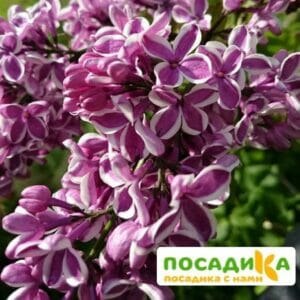 Сирень Сенсация купить по цене от 529.00р. в интернет-магазине «Посадика» с доставкой почтой в в Пикалевое и по всей России – [изображение №1].