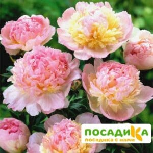 Пион Распберри Сандей (Paeonia Raspberry Sundae) купить по цене от 959р. в интернет-магазине «Посадика» с доставкой почтой в в Пикалевое и по всей России – [изображение №1].