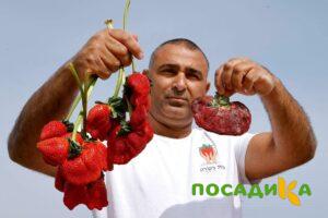 Клубника Гигант Джорнея купить по цене от 266р. в интернет-магазине «Посадика» с доставкой почтой в в Пикалевое и по всей России – [изображение №1].