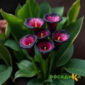 Калла Аура Лейс купить по цене от 400р. в интернет-магазине «Посадика» с доставкой почтой в в Пикалевое и по всей России – [изображение №1].