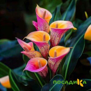 Калла Оникс купить по цене от 450р. в интернет-магазине «Посадика» с доставкой почтой в в Пикалевое и по всей России – [изображение №1].