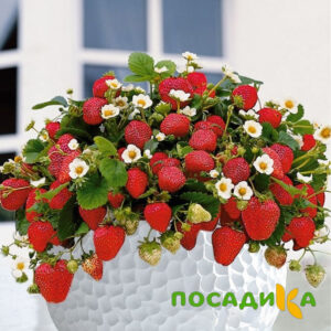 Клубника Рубиновый Шепот (горшечная) купить по цене от 240р. в интернет-магазине «Посадика» с доставкой почтой в в Пикалевое и по всей России – [изображение №1].