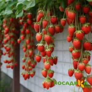 Клубника вьющаяся Комплимент купить по цене от 470р. в интернет-магазине «Посадика» с доставкой почтой в в Пикалевое и по всей России – [изображение №1].
