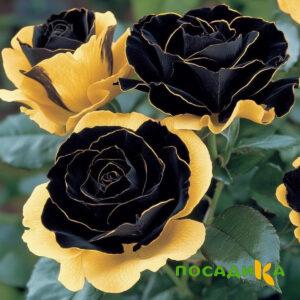 Роза Ханни Сикл купить по цене от 700р. в интернет-магазине «Посадика» с доставкой почтой в в Пикалевое и по всей России – [изображение №1].