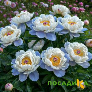 Пион акварельный Этюд купить по цене от 806р. в интернет-магазине «Посадика» с доставкой почтой в в Пикалевое и по всей России – [изображение №1].