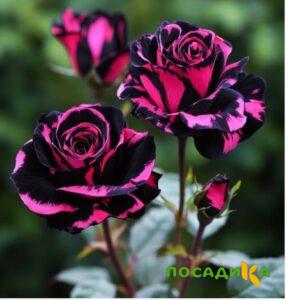 Роза Багровый Шепот купить по цене от 366р. в интернет-магазине «Посадика» с доставкой почтой в в Пикалевое и по всей России – [изображение №1].