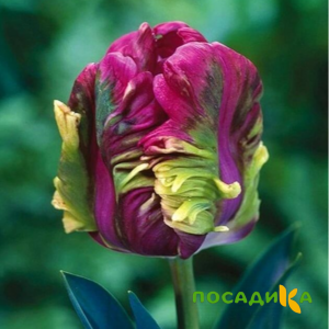 Тюльпан Экзотик Хэвен купить по цене от 186р. в интернет-магазине «Посадика» с доставкой почтой в в Пикалевое и по всей России – [изображение №1].